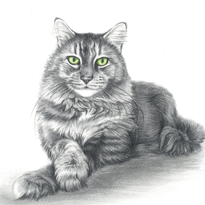Hand Drawn Pencil Portrait of A Cat with Color Accent,by myDaVinci - myDaVinci